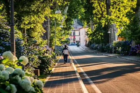 Ingatlantulajdonosok figyelmébe: kié a közterületre ültetett fa?